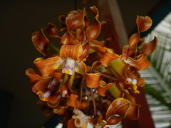 Dendrobium odoardi