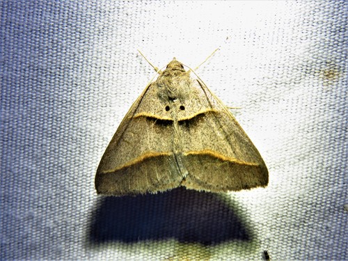 Common Ptichodis
