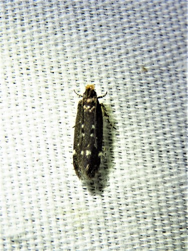 Red-striped Fireworm Moths and Allies photo 2