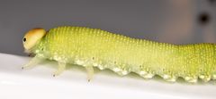 Trichiosoma lucorum