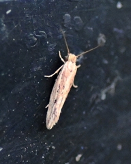 Ypsolopha sp-sw