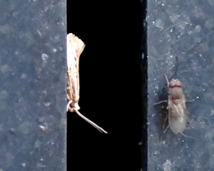 Ypsolopha sp-sw