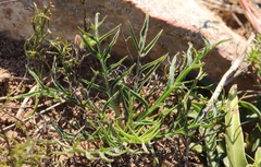 Pelargonium luteolum