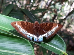 Euthalia monina