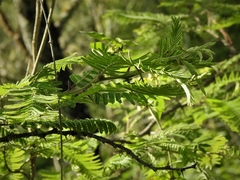 Vachellia pennatula