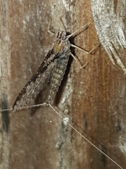 Callibaetis ferrugineus hageni