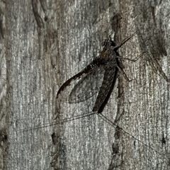 Callibaetis ferrugineus hageni