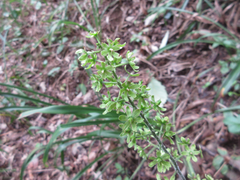 Veratrum versicolor