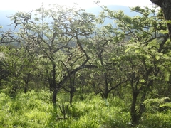 Vachellia pennatula