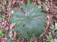 Syneilesis palmata