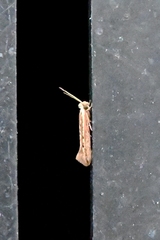 Ypsolopha sp-sw