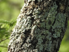 Vachellia pennatula