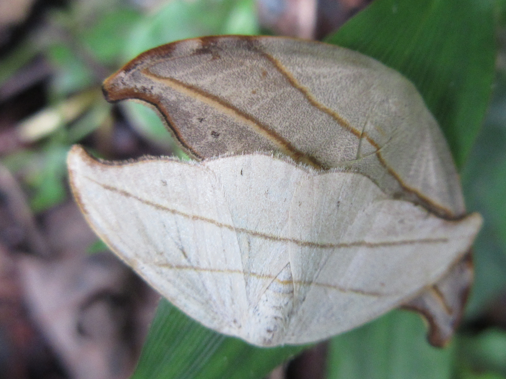 Nordstromia japonica