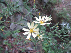 Lactuca raddeana