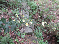 Lactuca raddeana