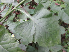 Lactuca raddeana