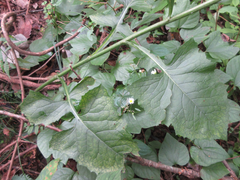 Lactuca raddeana