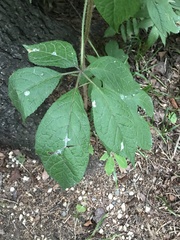 Eleutherococcus senticosus