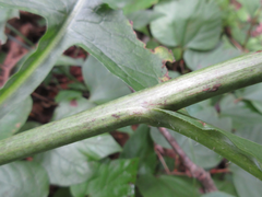 Lactuca raddeana