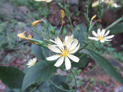 Lactuca raddeana