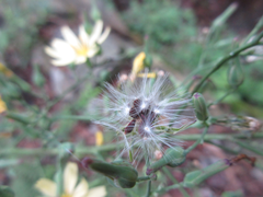 Lactuca raddeana