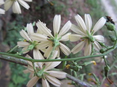 Lactuca raddeana