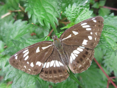 Limenitis doerriesi