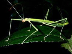 Lopaphus balteatus