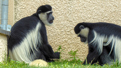 Colobus