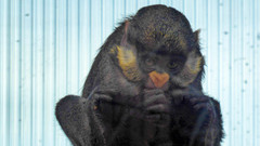 Cercopithecus ascanius