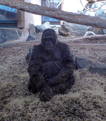 Gorilla gorilla