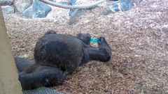 Gorilla gorilla