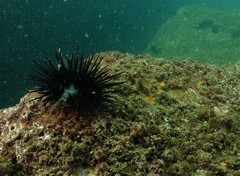 Heliocidaris crassispina