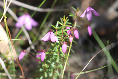 Tetratheca ericifolia