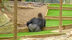 Gorilla gorilla