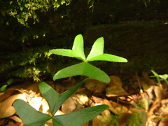 Oxalis griffithii