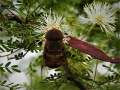 Copestylum macrocephalum