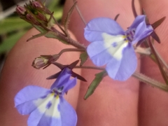 Lobelia flaccida flaccida