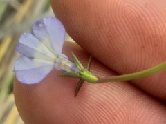 Lobelia flaccida flaccida