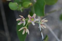 Polystemma cordifolium