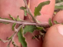 Lobelia flaccida flaccida
