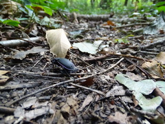 Carabus purpurascens