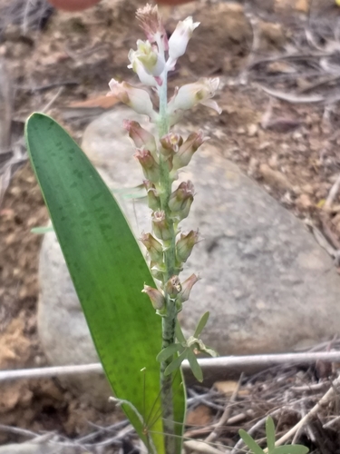 Image of Lachenalia judithiae by (c) kevin koen, some rights reserved (CC BY-SA)