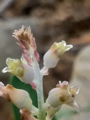 Lachenalia judithiae