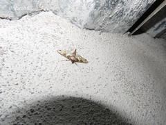 Azochis rufidiscalis