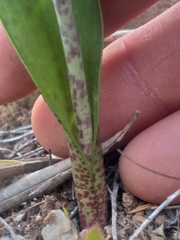 Lachenalia judithiae