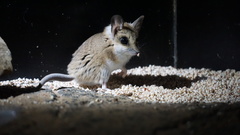 Sminthopsis crassicaudata