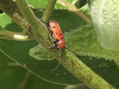 Tetraopes tetrophthalmus
