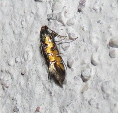 Neoheliodines arizonense
