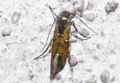 Neoheliodines arizonense